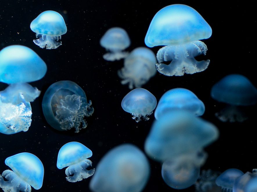 jellyfish, sea animal, underwater-4760924.jpg
